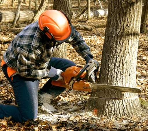 Tree Removal in Lamont, FL